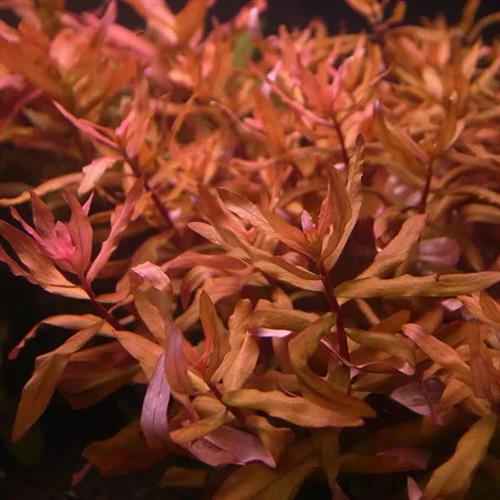 گیاه آمانیای قرمز (Ammania gracilis)