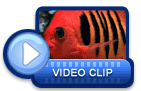 video icon 4