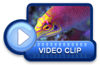 video icon 9