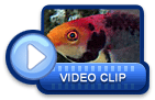 video icon 11