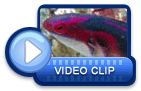 video icon 16
