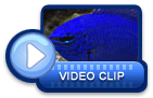 video icon 24