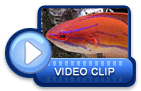 video icon 25