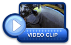 video icon 26