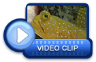 video icon 27