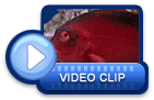 video icon 32