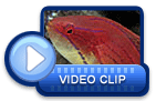 video icon 34