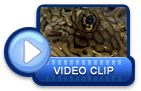 video icon 39