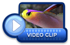 video icon 41