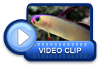video icon 43