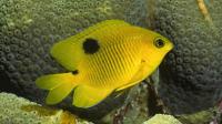 Three-spot Angelfish Juvenile