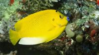 Three-spot Angelfish Adult