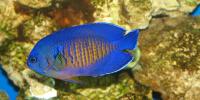 Coralbeauty Angelfish