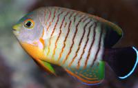 Eibls Angelfish