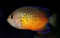 Rusty Angelfish