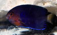 White-tail Angelfish