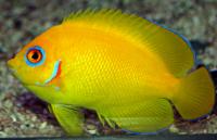 Lemonpeel Angelfish