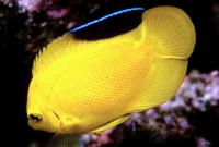 Golden Angelfish (Centropyge heraldi)