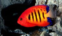 Flame Angelfish