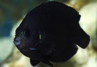 Midnight Angelfish