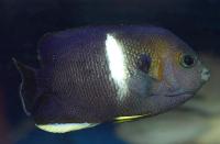 Keyhole Angelfish