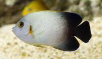 Pearl-Scaled Angelfish