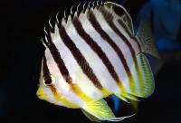 Multy-barred Angelfish