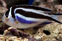 Bellus Angelfish Female