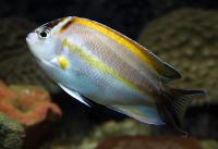Bellus Angelfish Male