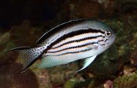 Lamarcks Angelfish Female