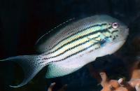 Lamarcks Angelfish Male