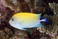 Blackspot Angelfish Female
