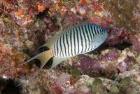 Blackspot Angelfish Male