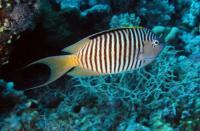 Zebra Angelfish Male