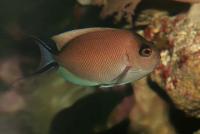 Zebra Angelfish Female
