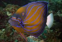 Blue-Ring Angelfish Adult