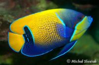 Blue-Girdled Angelfish Adult