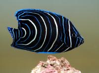 Koran Angelfish Juvenile