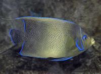 Koran Angelfish Adult