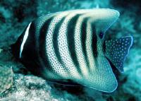 Six-Banded Angelfish Adult