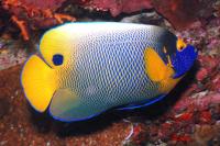 Blue-Faced Angelfish Adult