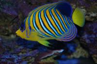Indian Regal Angelfish Adult