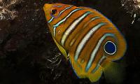 Regal Angelfish Juvenile