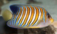 Regal Angelfish Adult