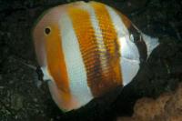 Coradion chrysozonus