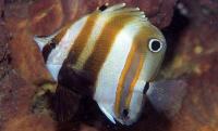 Coradion melanopus