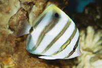 Parachaetodon ocellatus