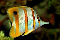 Chelmon rostratus