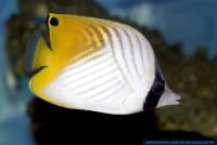 Chaetodon auriga