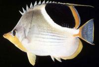Chaetodon ephippium